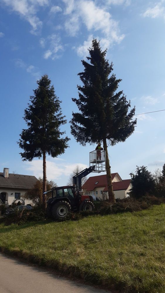 Problembaumfällung und Baumpflege