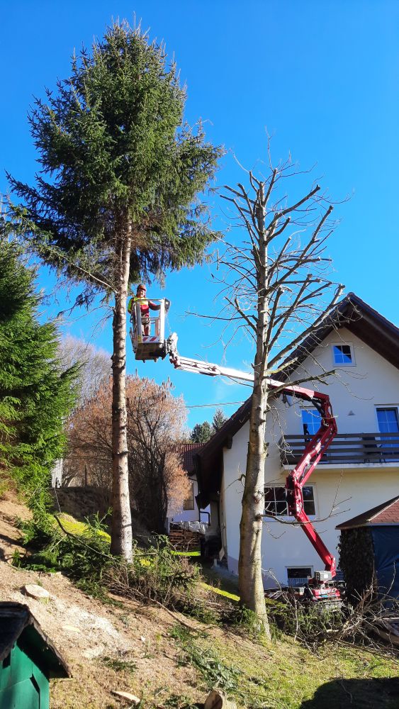 Problembaumfällung und Baumpflege